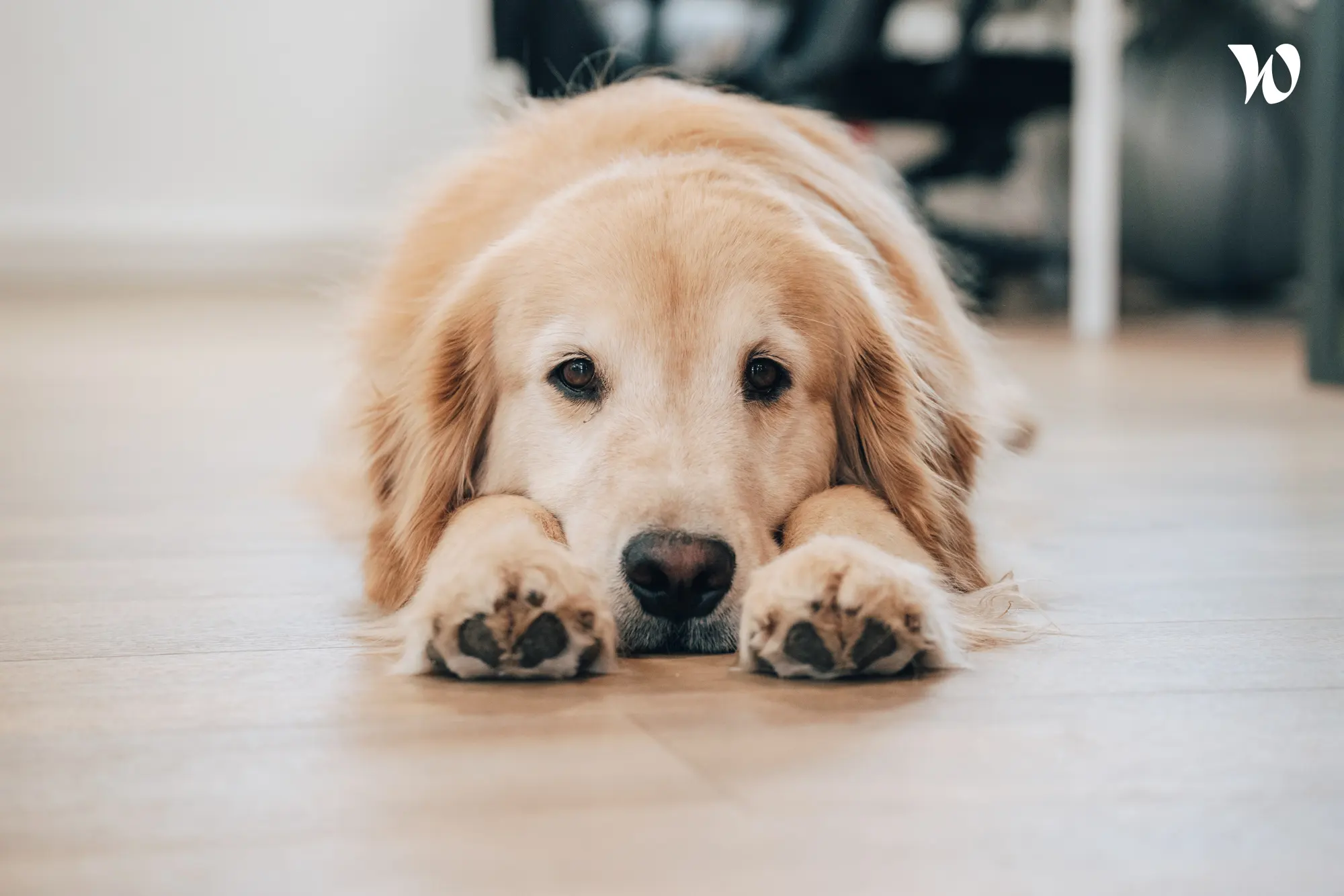 <p>golden retriever race américaine</p>
